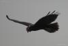 bird_23_1_t1.jpg