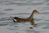 bird_24_1_t1.jpg