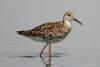 bird_25_1_t1.jpg