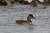 bird_26_1_t1.jpg