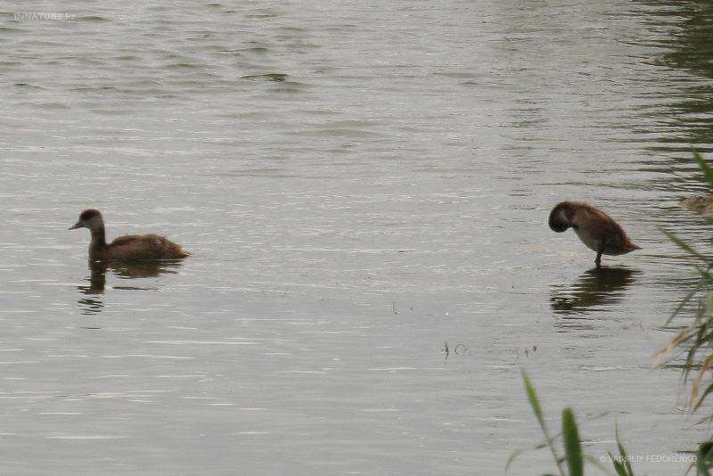 bird_26_2.jpg