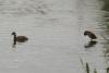 bird_26_2_t1.jpg