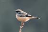 bird_27_1_t1.jpg