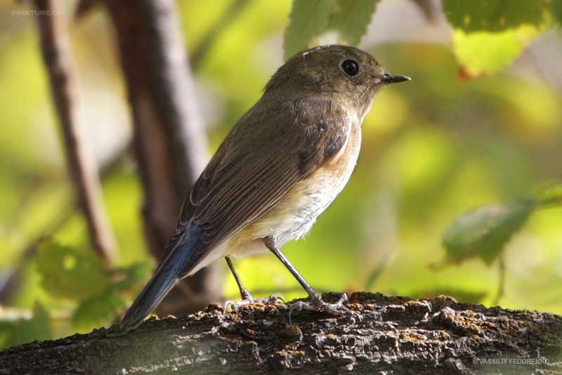 bird_28_1.jpg