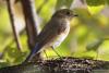 bird_28_1_t1.jpg