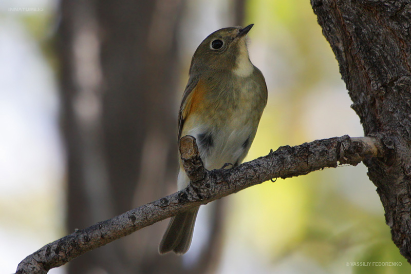 bird_28_2.jpg
