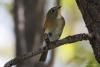 bird_28_2_t1.jpg