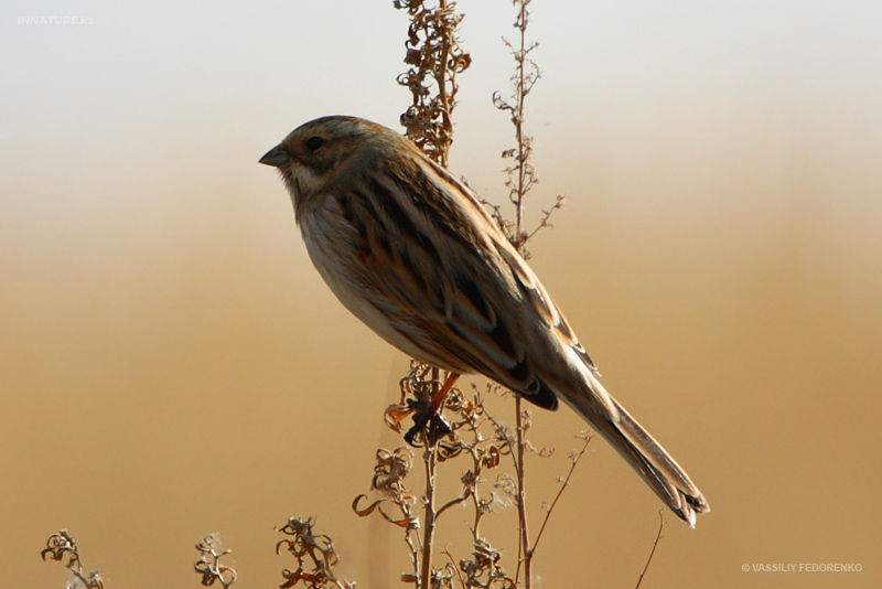 bird_29_1.jpg