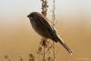 bird_29_1_t1.jpg