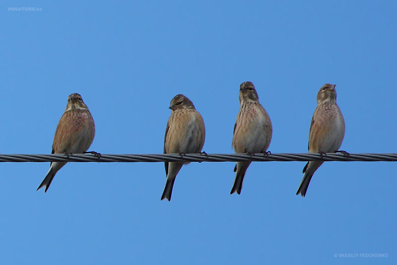 bird_30_1.jpg