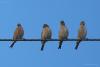 bird_30_1_t1.jpg