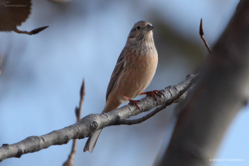 bird_31_1.jpg