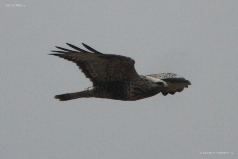 bird_32_1.jpg