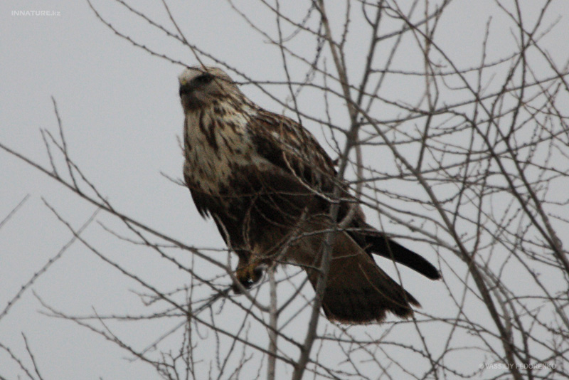 bird_33_1.jpg