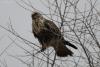 bird_33_1_t1.jpg
