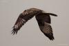 bird_33_2_t1.jpg