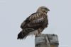 buteo-lagopus_01_t1.jpg