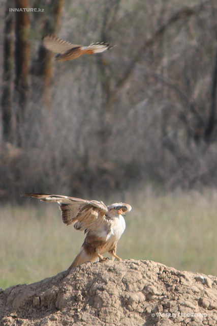 buteo-rufinus_01.jpg