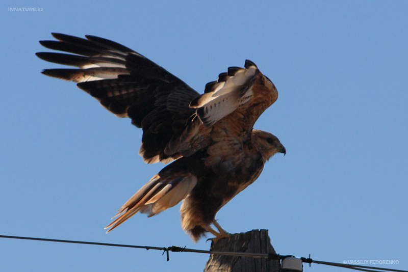 buteo-rufinus_01_2.jpg