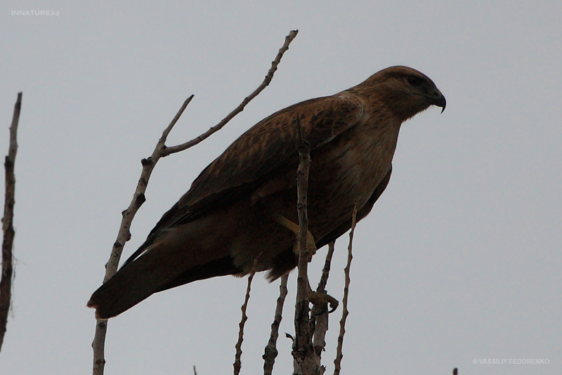 buteo-rufinus_01_3.jpg