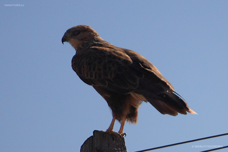 buteo-rufinus_02_1.jpg