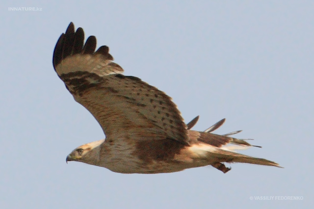 buteo-rufinus_03.jpg