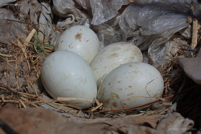 buteo-rufinus_05.jpg