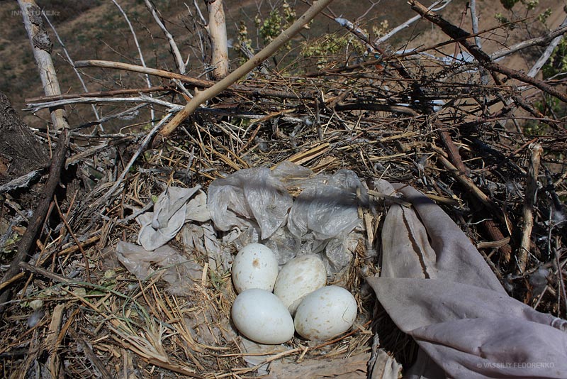 buteo-rufinus_06.jpg