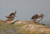 calidris-alpina_01_t1.jpg