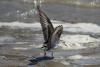 calidris_03_t1.jpg
