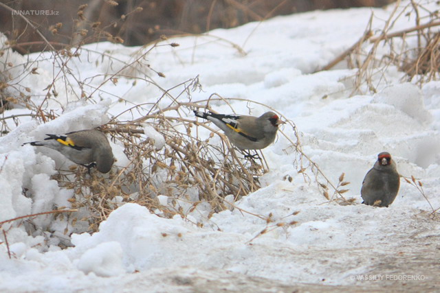 carduelis_caniceps_01.jpg