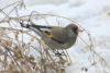 carduelis_caniceps_02_t1.jpg