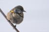 carduelis_caniceps_04_t1.jpg