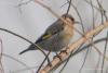 carduelis_caniceps_05_t1.jpg