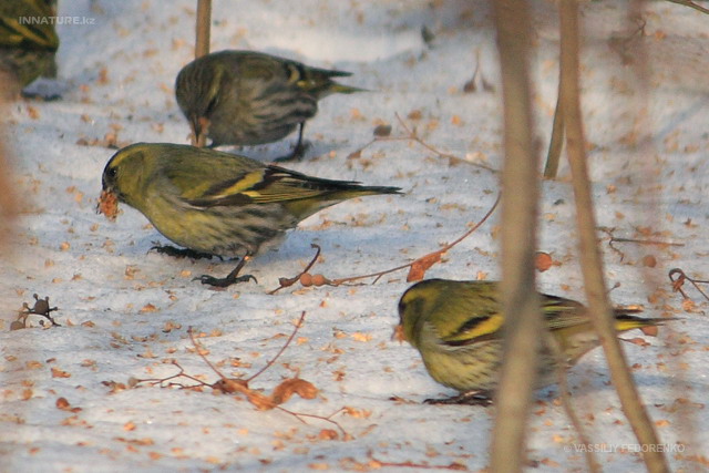 carduelis_spinus_01.jpg