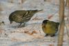 carduelis_spinus_02_t1.jpg