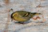 carduelis_spinus_03_t1.jpg