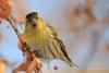 carduelis_spinus_05_t1.jpg