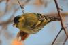 carduelis_spinus_06_t1.jpg