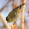 carduelis_spinus_07_t1.jpg