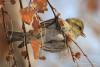 carduelis_spinus_08_t1.jpg