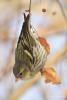 carduelis_spinus_09_t1.jpg