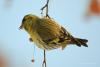 carduelis_spinus_10_t1.jpg