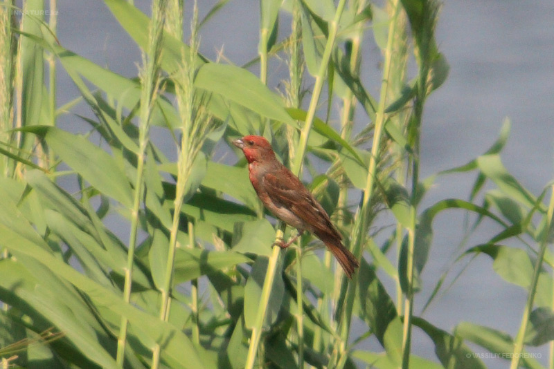 carpodacus-erythrinus_01.jpg