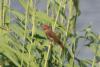 carpodacus-erythrinus_01_t1.jpg