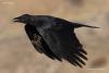 carrion_crow_01_t1.jpg