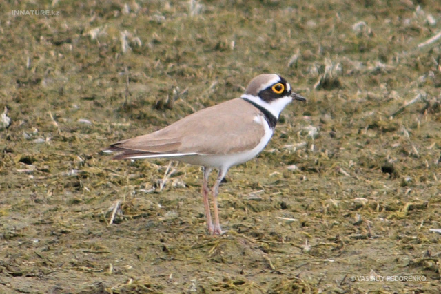 charadrius-dubius_01_1.jpg