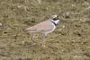 charadrius-dubius_01_1_t1.jpg