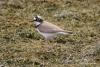 charadrius-dubius_01_2_t1.jpg