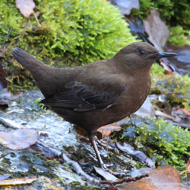 cinclus-pallasii_01.jpg